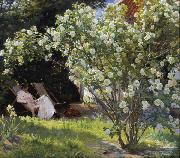 Peder Severin Kroyer Roses Garden in Skagen (nn02) china oil painting reproduction